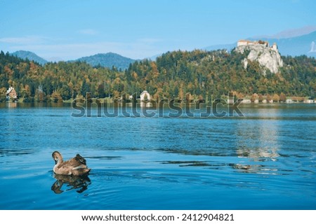 lake bled , view on castle and swan