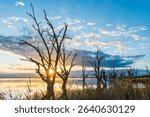 Lake Bonney old dead trees with first sunlight shining through branches at sunrise, Riverland, South Australia