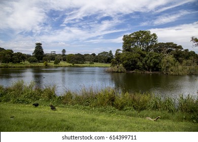 Lake In Centennial Park, Sydney, Australia. 