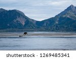 Lake Clark Brown Bear