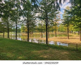 A Lake In Damyang County Metasequoia Road