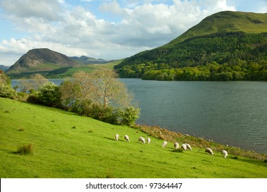 Lake District, Cumbria. UK. English Countryside. Sheep Pastures In The English Lake District.  Spring.