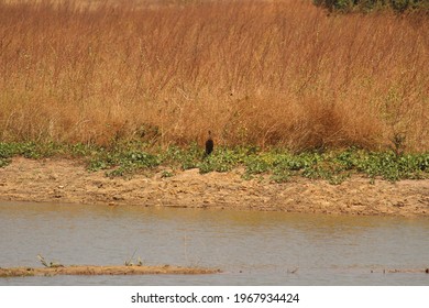 Lake Drying With Dead Vegetation And Rescued With Strong Sun.