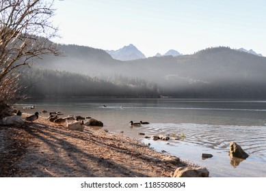 Lake and ducks 