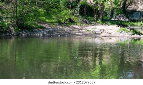 Lake with ducks in the forest - Shutterstock ID 2312079557
