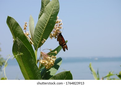 Lake Eerie In The Summer Time 