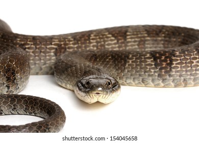 18 Lake Erie Watersnake Images, Stock Photos & Vectors | Shutterstock