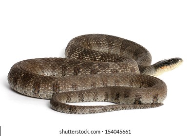 18 Lake Erie Watersnake Images, Stock Photos & Vectors | Shutterstock