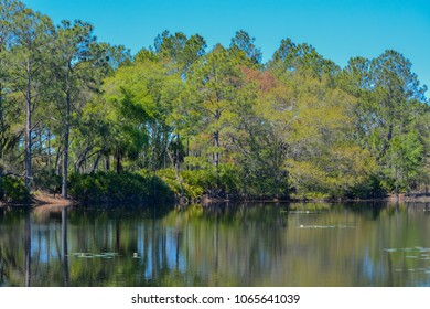 Lake In Flatwoods Park Hillsborough County, Florida