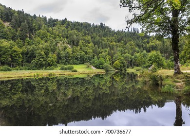 at a lake in the Forest