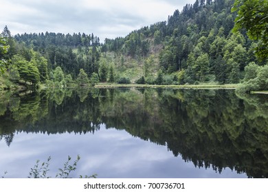 at a lake in the Forest