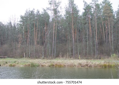 lake in the forest
