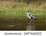 Lake in the forest with bird. Bird the water. Grey Heron, Ardea cinerea, bird hunting in the lake, green marsh grass and forest in the background, Czech republic.