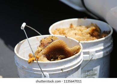 Lake Forest, California 7-16-2018: Africanized Honey Bees Aka KILLER BEE'S Swarm Firefighters And Critically Sting A Woman In Lake Forest, California. Woman And 3 Fire Fighters Taken To Hospital.   