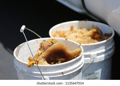 Lake Forest, California 7-16-2018: Africanized Honey Bees Aka KILLER BEE'S Swarm Firefighters And Critically Sting A Woman In Lake Forest, California. Woman And 3 Fire Fighters Taken To Hospital.   