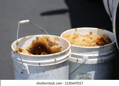 Lake Forest, California 7-16-2018: Africanized Honey Bees Aka KILLER BEE'S Swarm Firefighters And Critically Sting A Woman In Lake Forest, California. Woman And 3 Fire Fighters Taken To Hospital.   