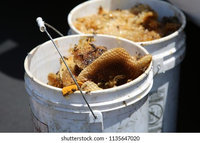 Lake Forest, California 7-16-2018: Africanized Honey Bees Aka KILLER BEE'S Swarm Firefighters And Critically Sting A Woman In Lake Forest, California. Woman And 3 Fire Fighters Taken To Hospital.   