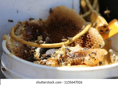 Lake Forest, California 7-16-2018: Africanized Honey Bees Aka KILLER BEE'S Swarm Firefighters And Critically Sting A Woman In Lake Forest, California. Woman And 3 Fire Fighters Taken To Hospital.   