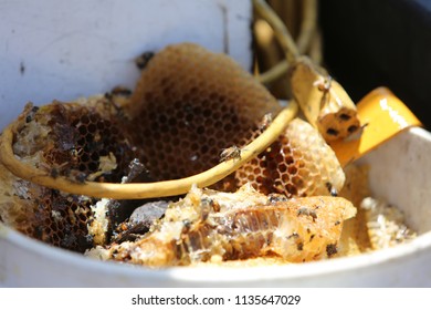 Lake Forest, California 7-16-2018: Africanized Honey Bees Aka KILLER BEE'S Swarm Firefighters And Critically Sting A Woman In Lake Forest, California. Woman And 3 Fire Fighters Taken To Hospital.   