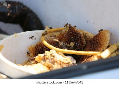 Lake Forest, California 7-16-2018: Africanized Honey Bees Aka KILLER BEE'S Swarm Firefighters And Critically Sting A Woman In Lake Forest, California. Woman And 3 Fire Fighters Taken To Hospital.   