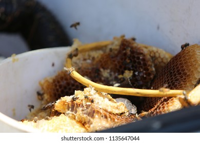 Lake Forest, California 7-16-2018: Africanized Honey Bees Aka KILLER BEE'S Swarm Firefighters And Critically Sting A Woman In Lake Forest, California. Woman And 3 Fire Fighters Taken To Hospital.   