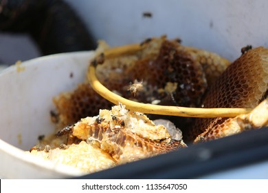 Lake Forest, California 7-16-2018: Africanized Honey Bees Aka KILLER BEE'S Swarm Firefighters And Critically Sting A Woman In Lake Forest, California. Woman And 3 Fire Fighters Taken To Hospital.   