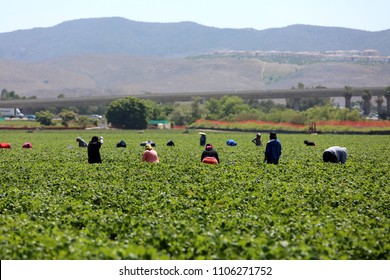 Lake Forest, California, USA - June 4, 2018: Immigrant (migrant) Seasonal Farm (field) Workers Work A Field And Pick And Package Strawberries In Lake Forest, California. 
