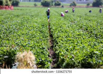 Lake Forest, California, USA - June 4, 2018: Immigrant (migrant) Seasonal Farm (field) Workers Work A Field And Pick And Package Strawberries In Lake Forest, California. 
