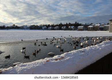 Lake Tjörnin, Frozen Over