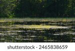 Lake full of bright yellow bladderwort flowers observed in Bass River State Forest, New Jersey, United States.