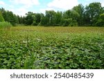 Lake Fully Covered with Lush Water Plants at the Botanical Gardens of Montreal, Canada