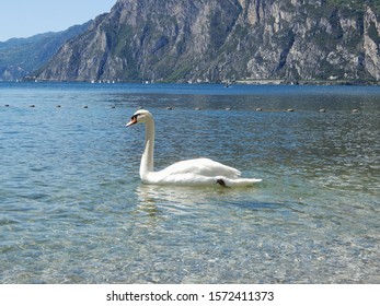 Lake Garda view with swan and colorful flowers in the Dolomites with snow on a sunny day