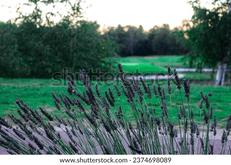 Lake and Golf Course at the Hotel Mercure Orleans - Orleans - France [[stock_photo]] © 