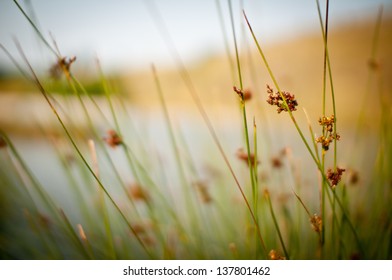 Lake Grass