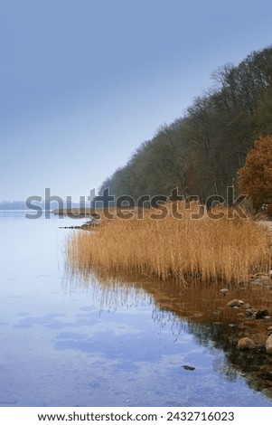 Lake, grass and forest with landscape on horizon with blue sky, natural environment and water in Amsterdam. Swamp, wetland and reed for sustainability, woods and ecology in summer in the countryside