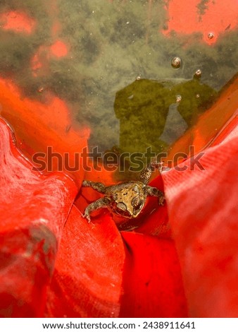 lake green frog in the fish pond made of orange tarpaulin. Frog swim in the moss water