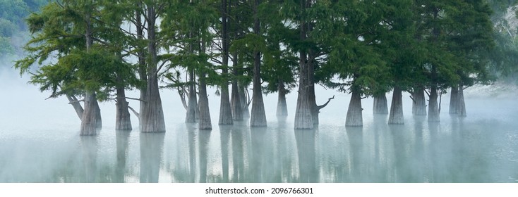  A lake with a grove of swamp cypresses in the morning fog. Tree trunks in close-up and their reflection in the water.  Selective focus.                               - Shutterstock ID 2096766301