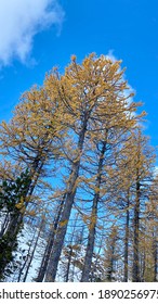 Lake Ingalls Trail Is In The Washington State 