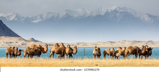 LAKE KARAKUL, XINJIANG / CHINA - October 2, 2017: Herd of grazing camels with snow-capped Pamir Mountains in the background. Beautiful panorama showing amazing animals & wilderness of western china .