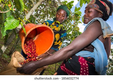 Lake Kivu Rwanda 05 10 2016 Women farmers tend harvesting coffee cherries and coffee crops in their cooperative coffee farms in the Lake Kivu region of Rwanda