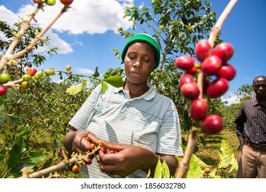 Lake Kivu Rwanda 05 10 2016 Women farmers tend harvesting coffee cherries and coffee crops in their cooperative coffee farms in the Lake Kivu region of Rwanda