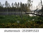 Lake landscape view in early autumn morning from Seitseminen National Park in Ylojarvi, Finland