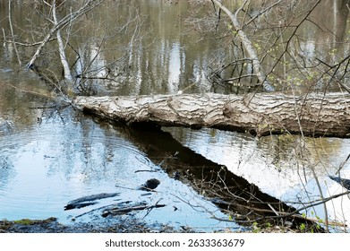 A lake with a large fallen tree, its trunk resting above the water and its crown submerged.  The forest and sky are reflected on the water. In the foreground, young green leaves on a twig are visible.