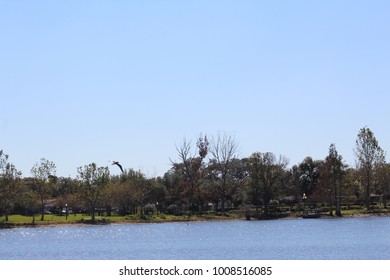 Lake lined with trees