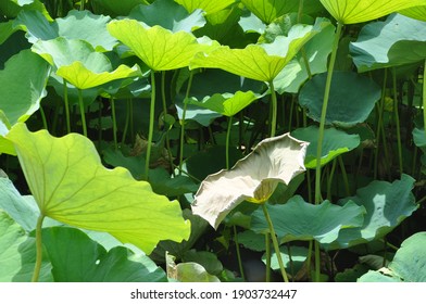 Lake with lotus plantation, leaves in the sun.