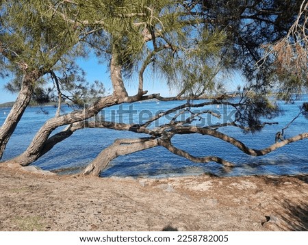 Lake Macquarie viewed through trees from the shore near Swansea New South Wales Australia