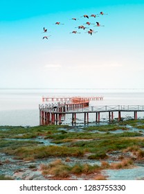 Lake Manyara Flamingo