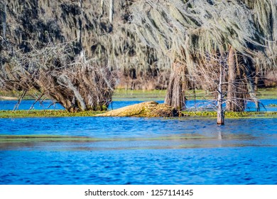 Lake Martin In St. Martin Parish, Louisiana