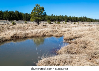 Lake Mary In Arizona