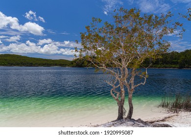 Lake McKenzie Is A Shallow Groundwater Lake On Fraser Island In Queensland, Australia